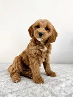 Georgie, a male Miniature Goldendoodle for sale in Indianapolis, IN – 6 of 6