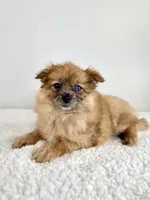 Cocoa, a female Pomeranian for sale in Indianapolis, IN – 5 of 5