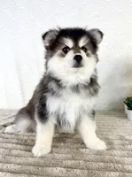 Frost, a male Pomsky for sale in Indianapolis, IN – 4 of 5
