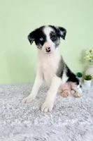 River, a male Australian Cattle Dog and Australian Shepherd for sale in Indianapolis, IN – 4 of 5