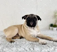 Ernie, a male Pug for sale in Indianapolis, IN – Photo 2 of 5