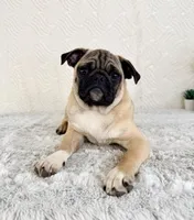 Ernie, a male Pug for sale in Indianapolis, IN – Photo 3 of 5