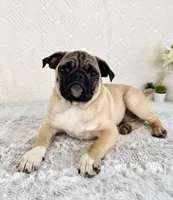 Ernie, a male Pug for sale in Indianapolis, IN – Photo 1 of 5