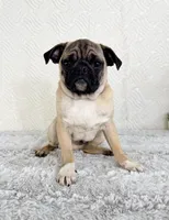 Ernie, a male Pug for sale in Indianapolis, IN – Photo 5 of 5