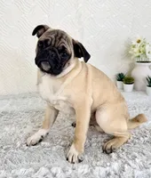 Ernie, a male Pug for sale in Indianapolis, IN – Photo 4 of 5