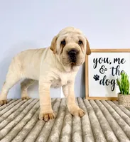 Jackson, a male Chinese Shar-Pei for sale in Indianapolis, IN – Photo 3 of 5