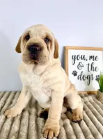 Jackson, a male Chinese Shar-Pei for sale in Indianapolis, IN – Photo 5 of 5