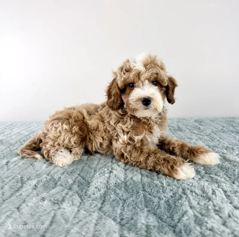 Toffee – Cavapoo puppy for sale in Indianapolis, IN