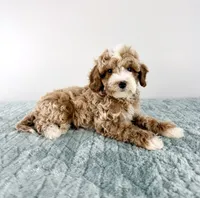 Toffee, a male Cavapoo for sale in Indianapolis, IN – 1 of 5