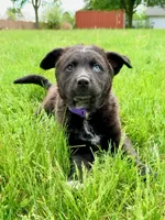 Brooke, a female Australian Cattle Dog and German Shepherd Dog for sale in Indianapolis, IN – 3 of 4