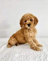 Poppy, a female Miniature Goldendoodle for sale in Indianapolis, IN – 3 of 5