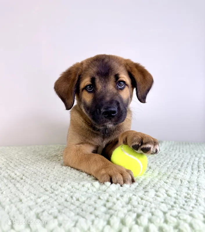 Moose – Border Collie, Cane Corso puppy for sale in Indianapolis, IN
