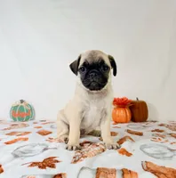 Paisley, a female Pug for sale in Indianapolis, IN – 6 of 6