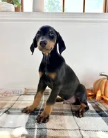 Reign, a male Doberman Pinscher for sale in Indianapolis, IN – 5 of 5