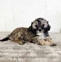 Teddy, a male Shihpoo for sale in Indianapolis, IN – 2 of 5
