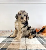 Draco, a male Miniature Bernedoodle for sale in Indianapolis, IN – 5 of 5