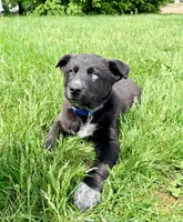 Blue, a male Australian Cattle Dog and German Shepherd Dog for sale in Indianapolis, IN – 5 of 5