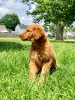 Ruby, a female Golden Retriever for sale in Indianapolis, IN – 2 of 5