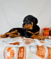 Duke, a female Rottweiler for sale in Indianapolis, IN – 3 of 6