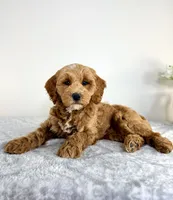Georgie, a male Miniature Goldendoodle for sale in Indianapolis, IN – 4 of 6