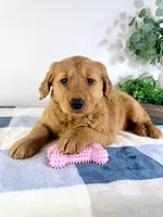 Ginger, a female Golden Retriever for sale in Indianapolis, IN – Photo 3 of 5