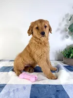 Ginger, a female Golden Retriever for sale in Indianapolis, IN – Photo 5 of 5