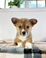 CKC MJ, a female Pembroke Welsh Corgi for sale in Indianapolis, IN – 4 of 5