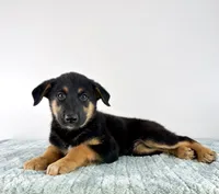 Bear, a male Australian Cattle Dog and German Shepherd Dog for sale in Indianapolis, IN – 2 of 5