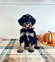 Sirius, a male Miniature Bernedoodle for sale in Indianapolis, IN – 4 of 5