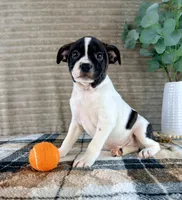 Rafael, a male Boston Terrier and Rat Terrier for sale in Indianapolis, IN – 1 of 5