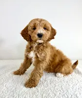 Sonny, a male Miniature Goldendoodle for sale in Indianapolis, IN – 4 of 5