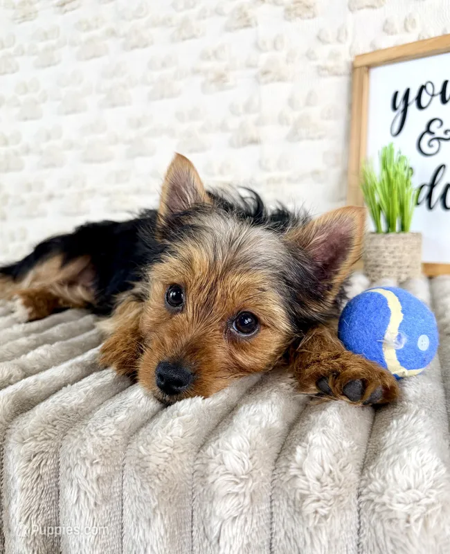 Timmy – Yorkshire Terrier puppy for sale in Indianapolis, IN