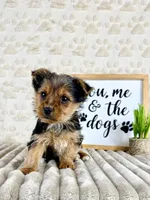 Timmy, a male Yorkshire Terrier for sale in Indianapolis, IN – Photo 1 of 5