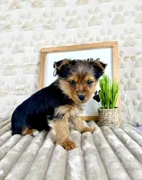 Timmy, a male Yorkshire Terrier for sale in Indianapolis, IN – Photo 2 of 5