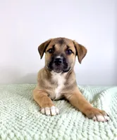 Mack, a male Border Collie and Cane Corso for sale in Indianapolis, IN – 6 of 6