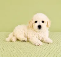 Bo , a male Bichon Frise for sale in Indianapolis, IN – 1 of 5
