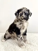 Snickers, a female Aussiedoodle for sale in Indianapolis, IN – 5 of 5