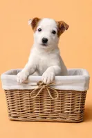 Autumn, a female Australian Cattle Dog for sale in Indianapolis, IN – Photo 4 of 5