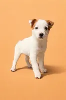 Autumn, a female Australian Cattle Dog for sale in Indianapolis, IN – Photo 5 of 5