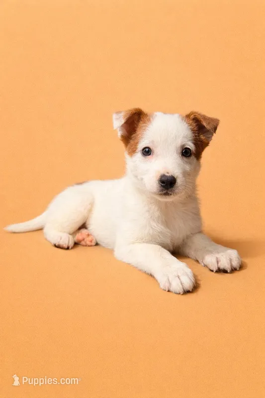 Autumn – Australian Cattle Dog puppy for sale in Indianapolis, IN