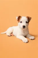 Autumn, a female Australian Cattle Dog for sale in Indianapolis, IN – Photo 1 of 5