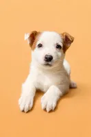 Autumn, a female Australian Cattle Dog for sale in Indianapolis, IN – Photo 3 of 5