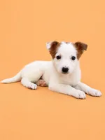 Autumn, a female Australian Cattle Dog for sale in Indianapolis, IN – Photo 2 of 5