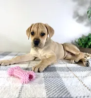 processed/648a52e0-5251-41cb-838c-03651bbcc746/listing/54f81823-8eaa-482f-9b7a-9775b1b9ca42/344145f8-a268-4c2b-91a0-1a6f90d0eb35