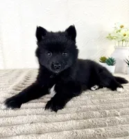 Jewels, a female Pomsky for sale in Indianapolis, IN – 5 of 5
