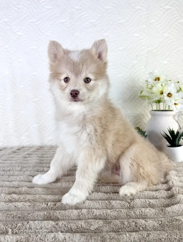 Wolfe – Pomsky puppy for sale in Indianapolis, IN