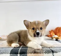 CKC Hobie, a male Pembroke Welsh Corgi for sale in Indianapolis, IN – 2 of 5