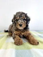 Buzz, a male Miniature Bernedoodle for sale in Indianapolis, IN – 4 of 5