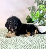 Dobby, a male Miniature Bernedoodle for sale in Indianapolis, IN – 2 of 7