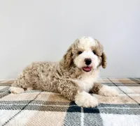 Stuart, a male Miniature Bernedoodle for sale in Indianapolis, IN – 3 of 6